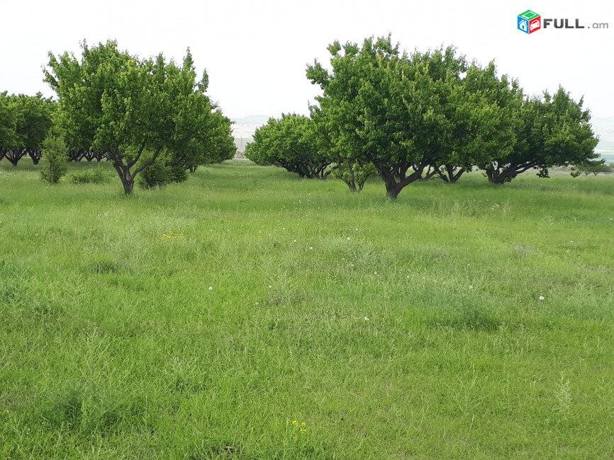 Պտղատու ծիրանի այգի