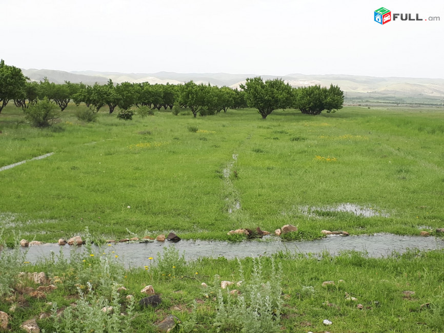 Պտղատու ծիրանի այգի