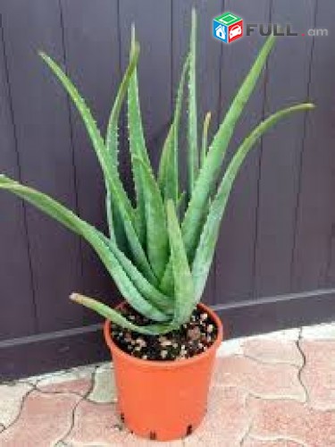 ALOE VERA K@ndunem vorpes nver