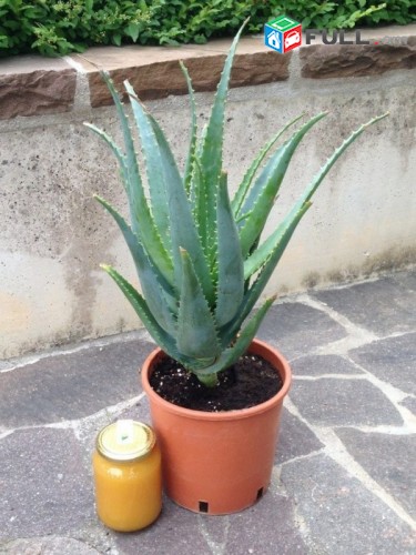 ALOE VERA K@ndunem vorpes nver