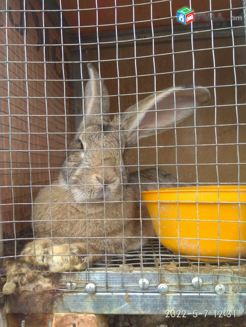 Վաճառվում են  ճագարներ (Кролик), նապաստակներ