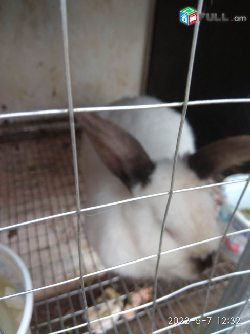 Վաճառվում են  ճագարներ (Кролик), նապաստակներ