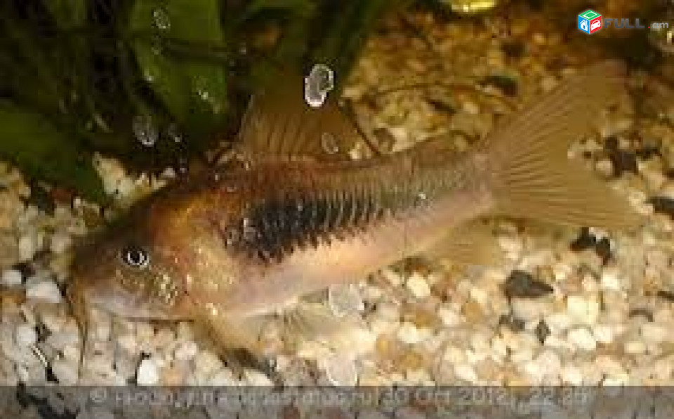 Сомик золотистый, бронзовый коридорас (Corydoras аeneus)