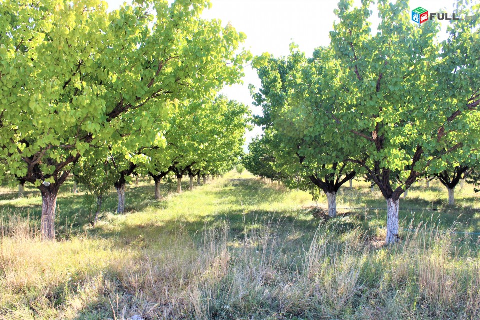 Գյուղատնտեսական հողատարածք, այգիներով, շինություններով, For sale, Կոդ C1295