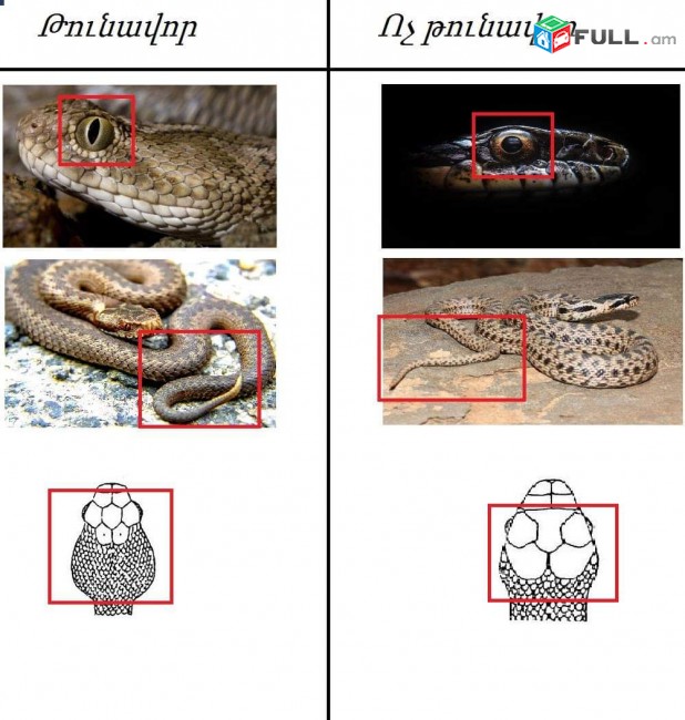 ✔Պայքար օձերի դեմ . Payqar odzeri dem ,օձ Օձեր
