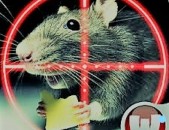 Destruction Rats rat Struggle against rats  arsenic  An effective remedy Պայքար առնետների դեմ  rmouse mice rats rat  kill rats tat how to eliminate mice?  how to eliminate rats?