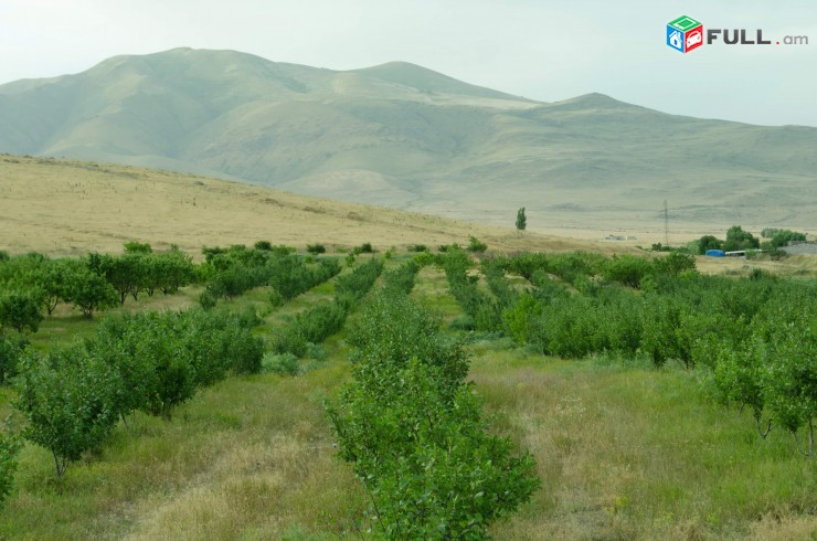 Ptghatu aygi Eghvardum