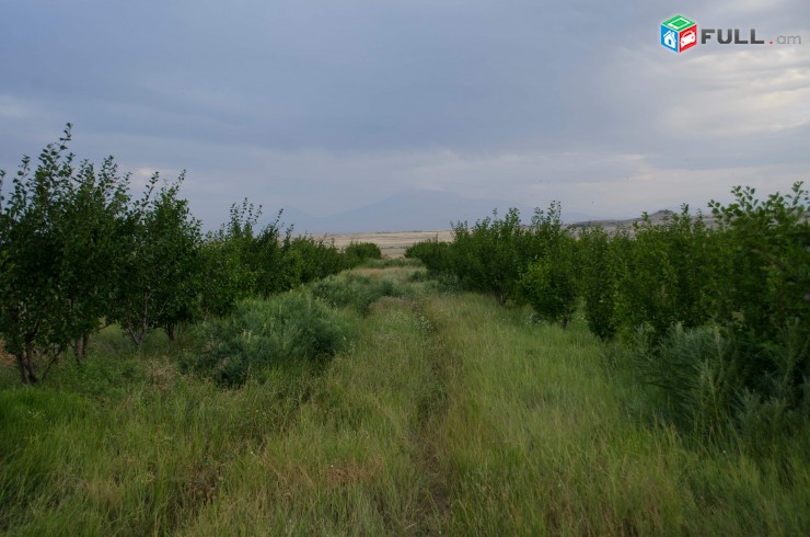 Ptghatu aygi Eghvardum