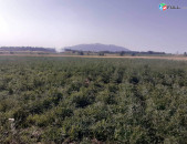 Գյուղատնտեսական հողատարածք