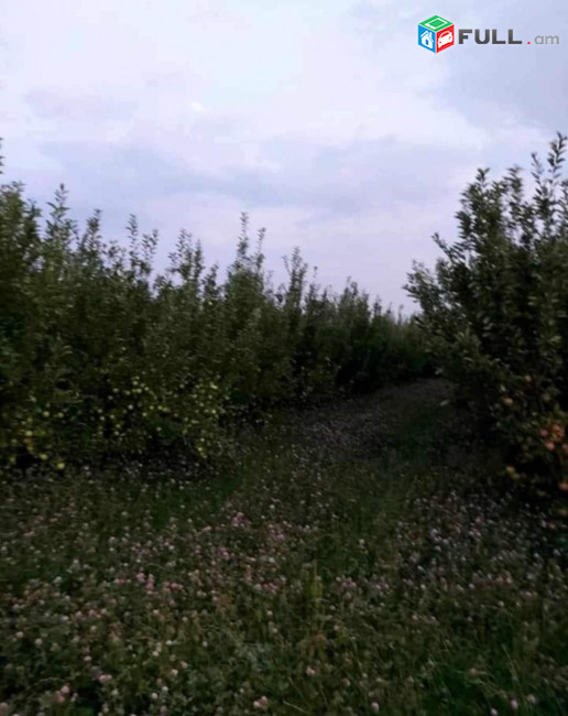 H0744 Հողամաս Արա գյուղում