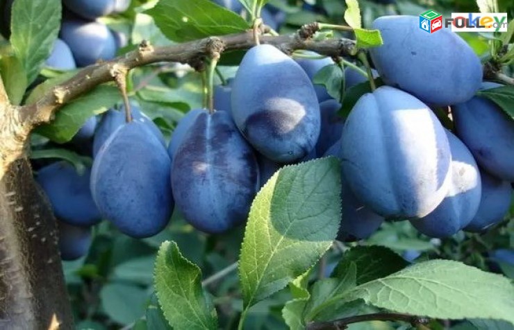Սալոր