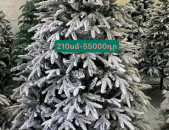 Տոնածառ ,եղևնի 1500-300սմ,tonacar