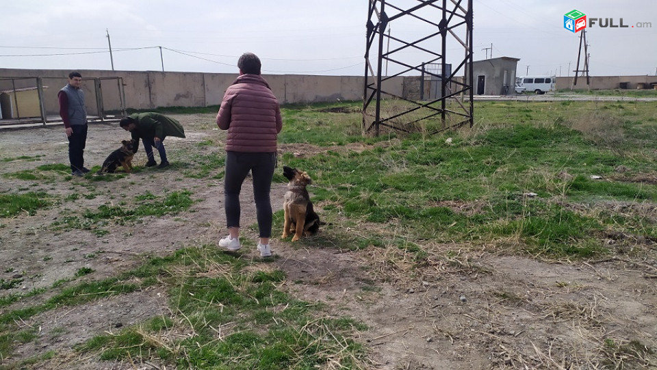 Շների վարժեցում, մարզում, վարքի շտկում ցանկացած ցեղատեսակի / Дрессировка, воспитание и коррекция поведения всех пород