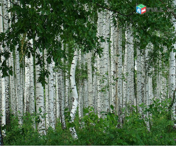 matcheli gnerov beryoz. Beryoza, բերյոզա, կեչի, rusakan beryoza.Կեչի / Kechi - Beryoz / Beryoza - берёза