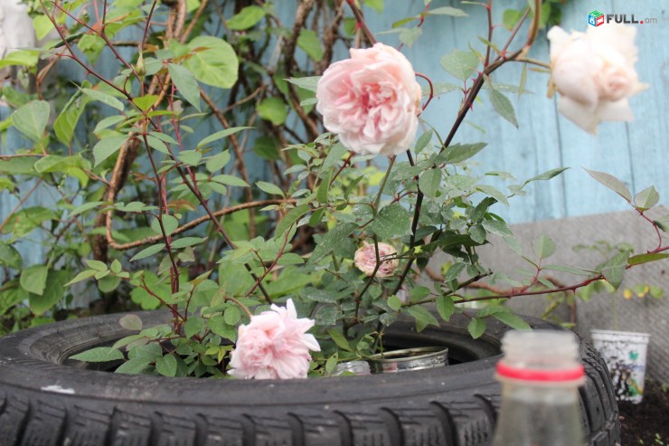 Վարդեր ` հոլանդական, կառլիկվի և այլ տեսակի բույսեր ջերմոցից մատչելի