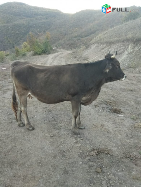 Վաճառվում են ձիեր