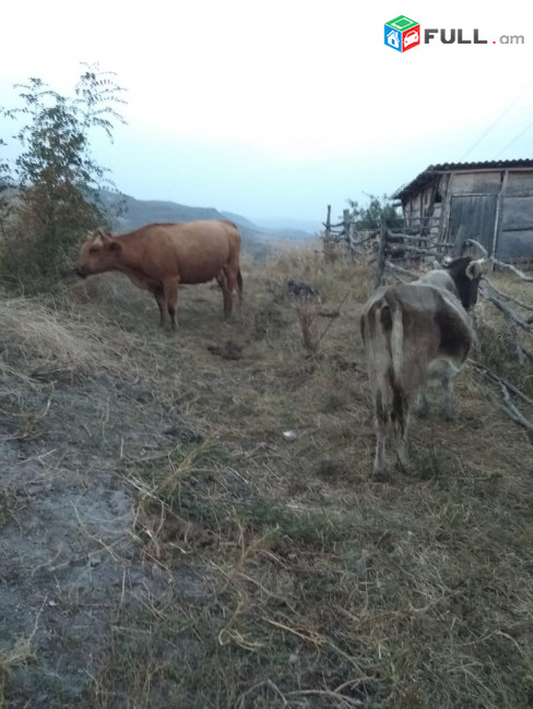 Վաճառվում են ձիեր