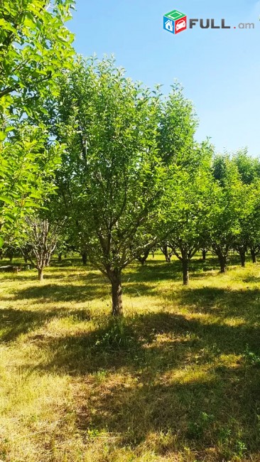 Հողատարածք Ձորաղբյուրում 9300 ք/մ. SKH076