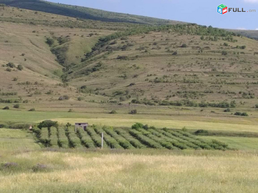 Պտղատու այգի 