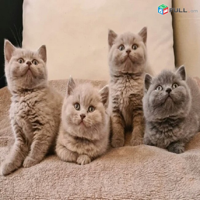 British shorthair kittens  for adoption  WHATSAPP:  ( +31858884323 )