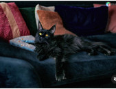 Ищу кота породы мейн кун для спаривания с нашей кошкой