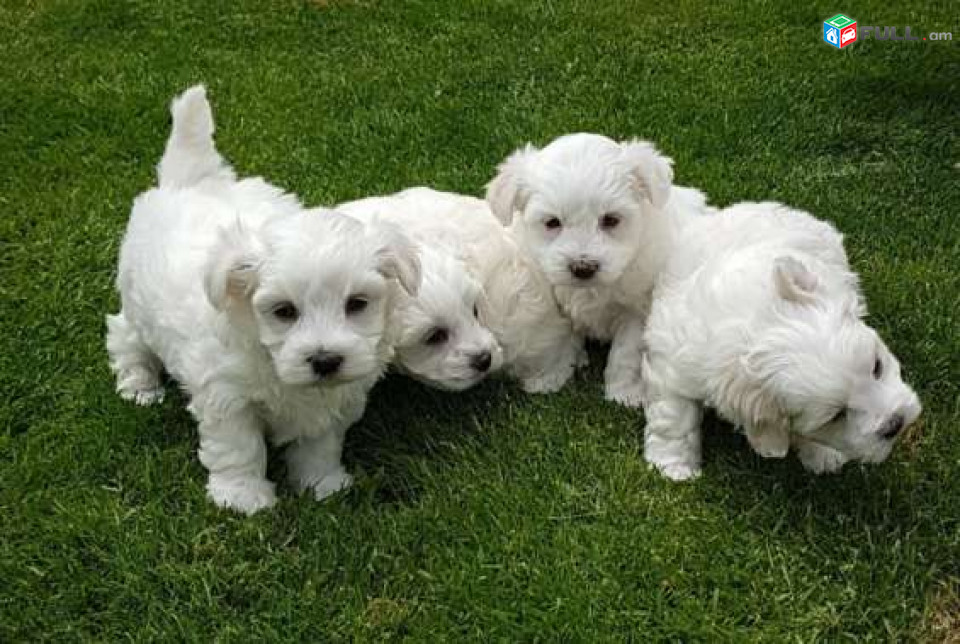 Sweet Maltese Puppies