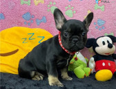 French Bulldog Pups For Sale