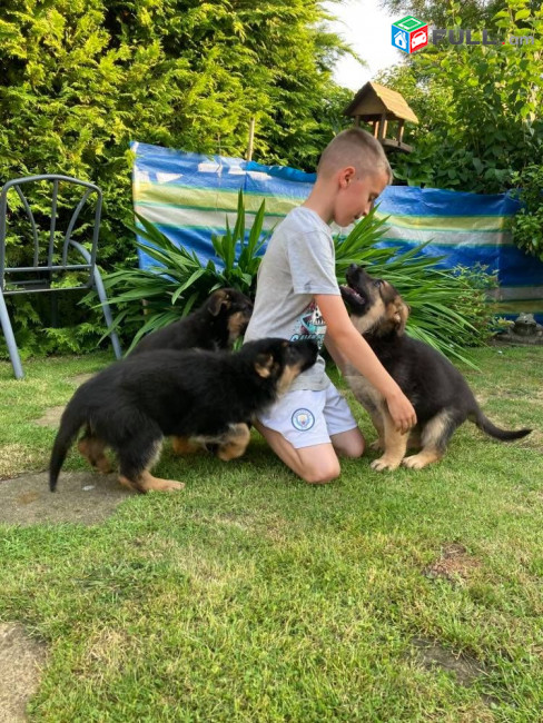 Quality German Shepherd Puppies For Sale