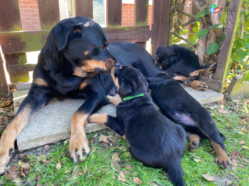 Pedigree Rottweiler puppies
