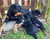 Pedigree Rottweiler puppies