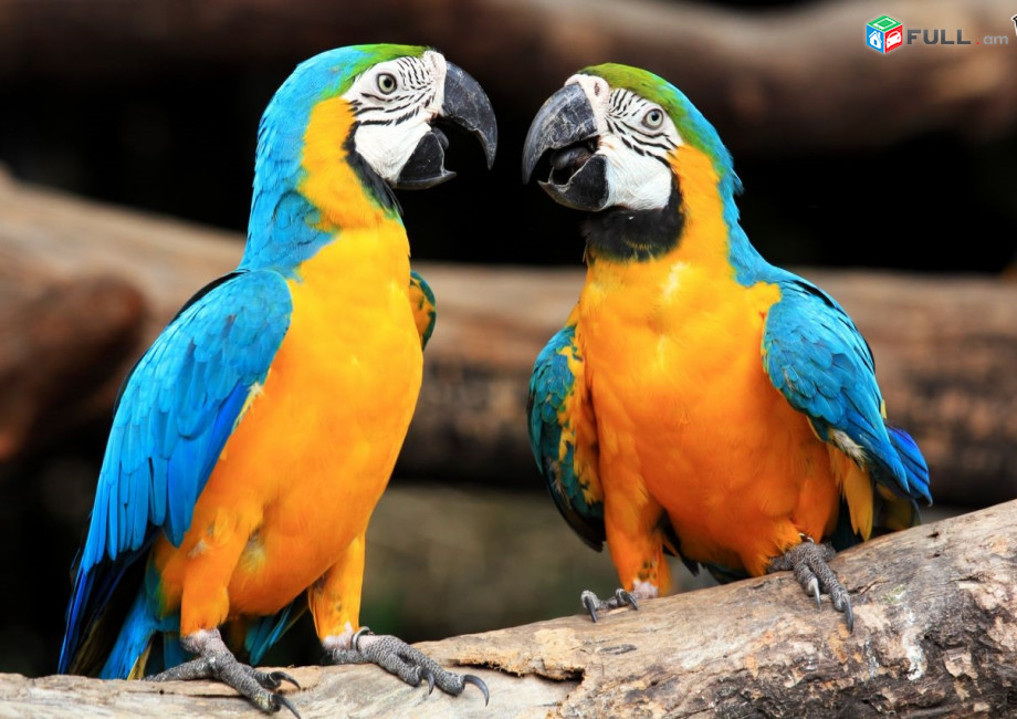 Blue And Gold Macaw Parrots For Sale