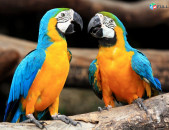 Blue And Gold Macaw Parrots For Sale