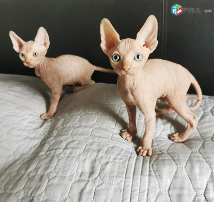 Sphynx kittens ready 