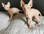 Sphynx kittens ready 