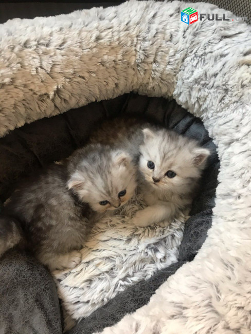 Chinchilla Persian Kittens