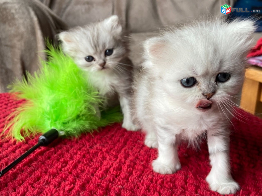 Chinchilla Persian Kittens