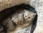 Chinchilla Persian Kittens