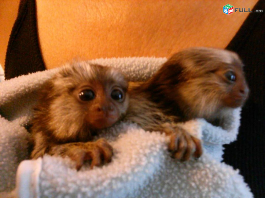 pygmy marmoset monkeys