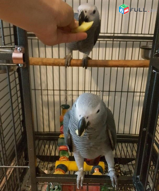 Hand reared African Grey Parrots 