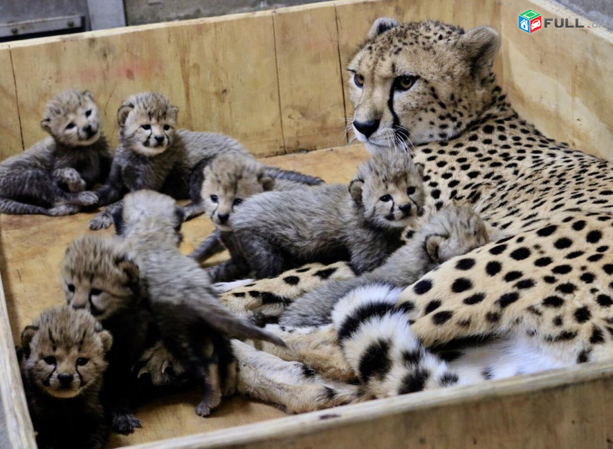 Zoo's adorable Cheetah Cubs