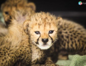 Zoo's adorable Cheetah Cubs