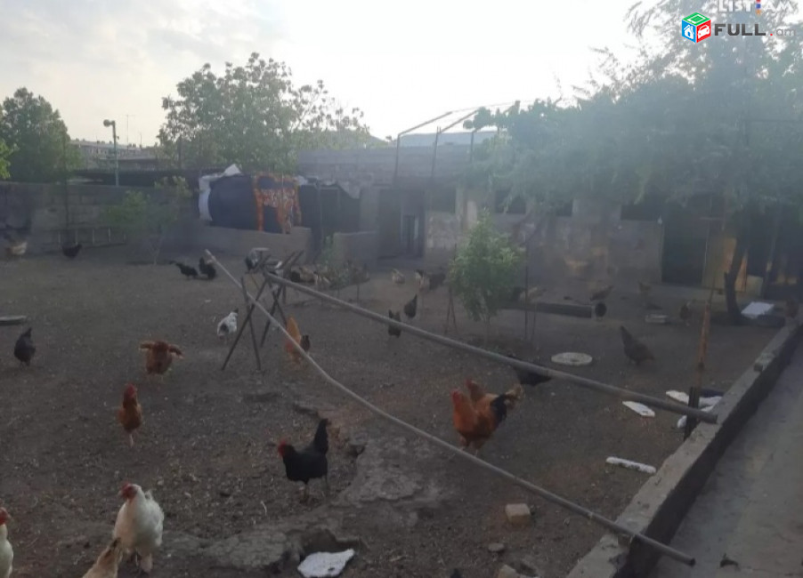 Շտապ 