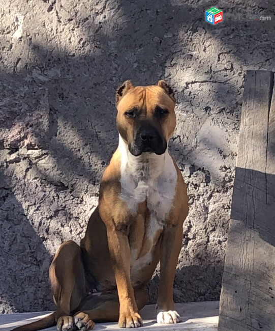 Pitbull Պիտբուլի ձագեր