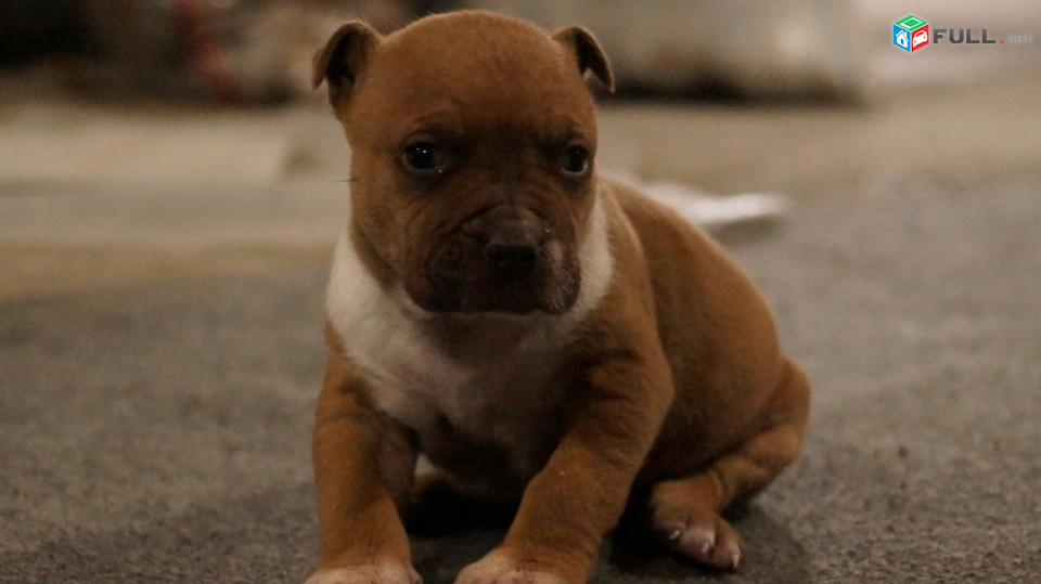 Pitbull Պիտբուլի ձագեր