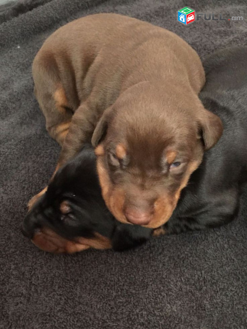 Doberman