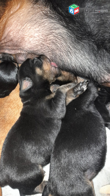 Doberman