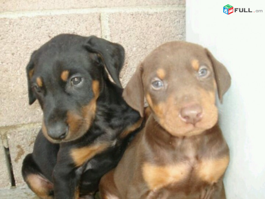 Doberman