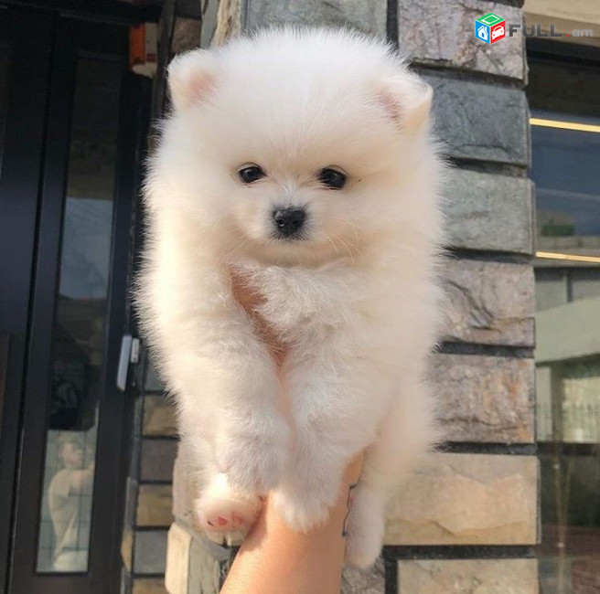 POMERANIAN 