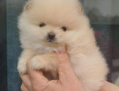 POMERANIAN 