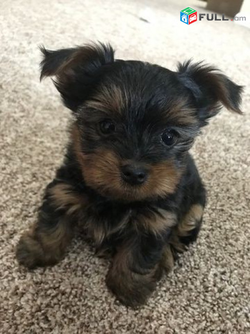 York yorki